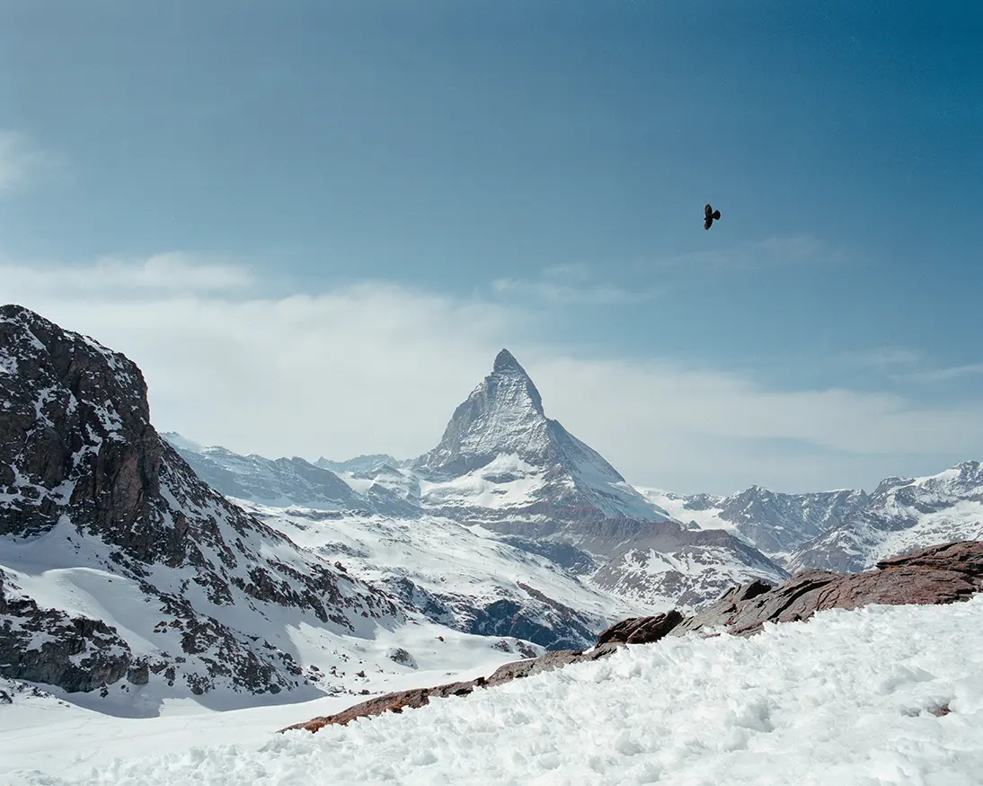  bird flying over the matterhorn
