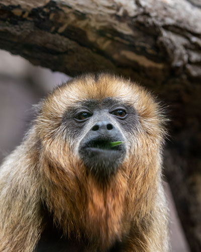 closeup shot of a eating monkey