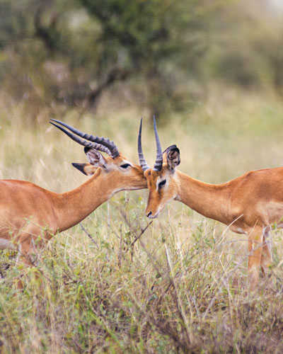 two gazelles in the Serengeti