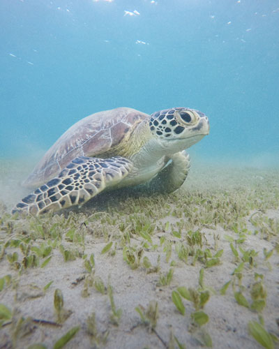 Turtle in a field of seagrass