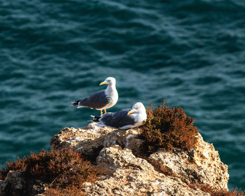 two seagulls on a rock by the sea