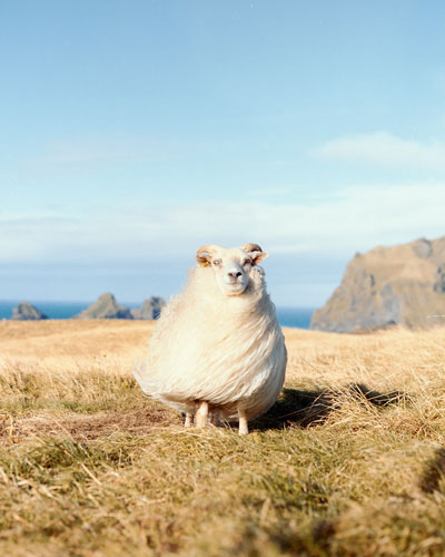 Portrait von einem isländischen Schaf
