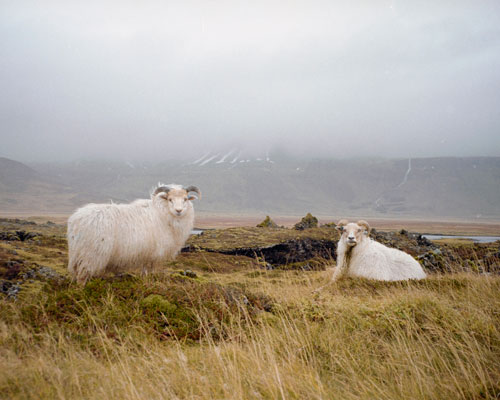 two sheep in foggy Iceland