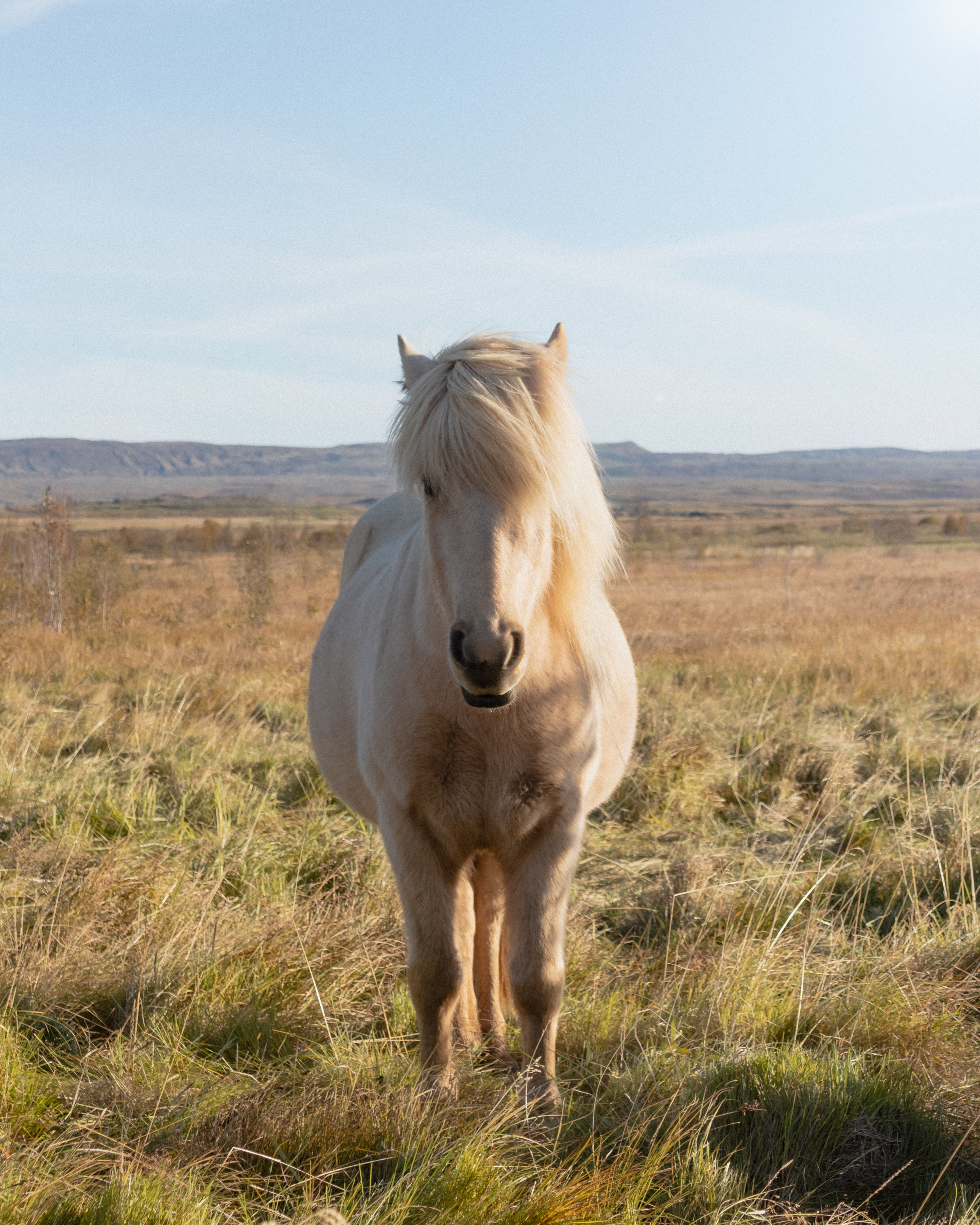 Pony in Iceland