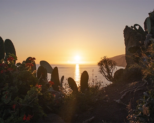 Sunset overlooking the ocean with cacti in the foreground
